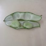 中は、ふかふかでやわらかいね。そらまめくんのベッドと同じだね。