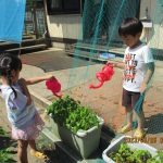 ５月に蒔いたアサガオの葉っぱも出てきたよ・・・おおきくな～れ☆