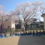 園庭の桜が満開に咲きました