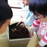 カブト虫の幼虫がぞう組に仲間入り！毎日カブト虫になってるか確認中🔍もう少し土の中にいたいみたいだね。。