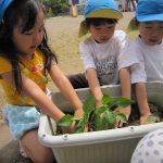 プランターに夏野菜を植えました。やさしく土をかけるよ！