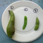 ～まめクイズ～ℚ：そら豆はどれでしょう？？　こたえは、①でした！　ほとんどの子が見慣れた③の枝豆を選んでいました。