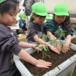 プランターに夏野菜を植えたよ。早くお野菜できるといいね！