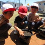 バケツにお米の苗を植えたよ❕お米できるかな⁈楽しみだね♪