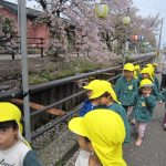 よしやぶ川へお散歩　　　桜がきれいだね🌸