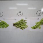 【そら豆クイズ】答えは②！ほとんどの子が①(枝豆)と③(グリーンピース)を選んでいました