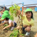 たくさんついてたよ🥔